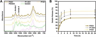 Electroconductive Photo-Curable PEGDA-Gelatin/PEDOT:PSS Hydrogels for Prospective Cardiac Tissue Engineering Application